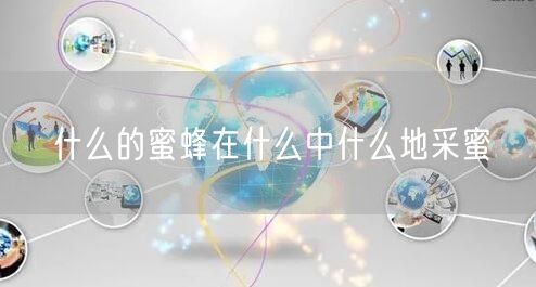 什么的蜜蜂在什么中什么地采蜜